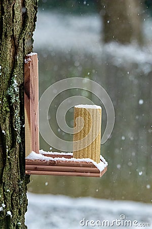 Squirrel feeder on a tree Stock Photo