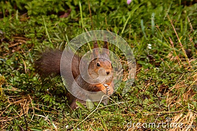 Squirrel in the fields Stock Photo