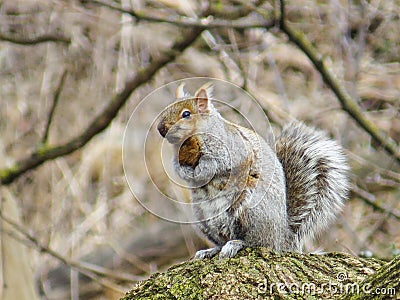 Squirrel of Fire Stock Photo