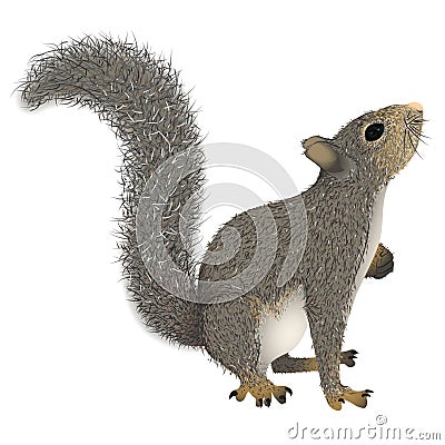 Squirrel with fluffy tail that looks up Vector Illustration