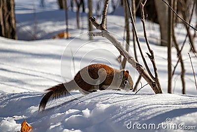 A Squirrel Forages For Fallen Seeds in the Snow Stock Photo