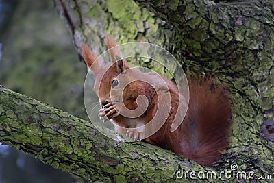 Squirrel in the forest Stock Photo
