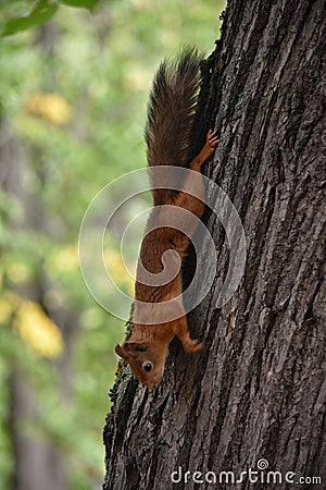 squirrel forest park animal red Stock Photo