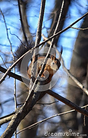 squirrel forest spring park cute Stock Photo