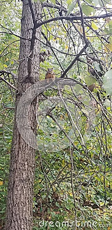 Squirrel forest trees trails northern Indiana Stock Photo