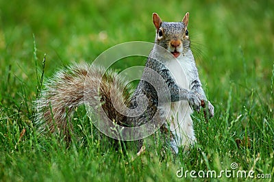 squirrel with funny face Stock Photo