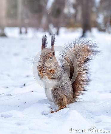 The squirrel funny standing on its hind legs on the white snow Stock Photo