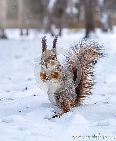 The squirrel funny standing on its hind legs on the white snow Stock Photo