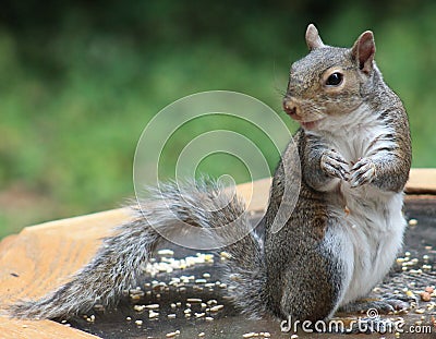 Squirrel - Get off the table? Stock Photo