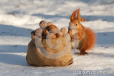 Squirrel gnaws a nut Stock Photo