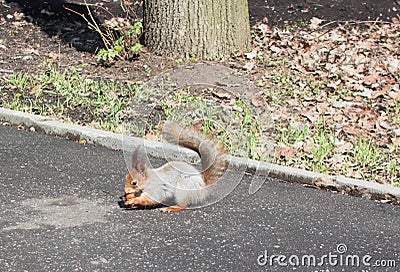 The squirrel Stock Photo