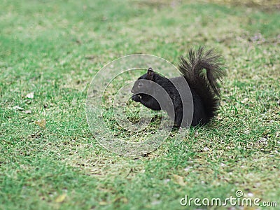 Squirrel Stock Photo