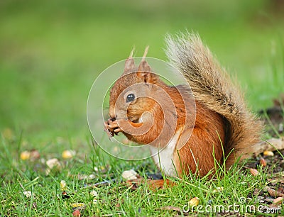 Squirrel on the ground Stock Photo