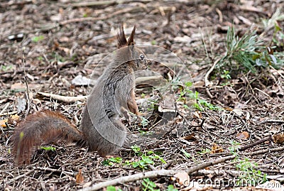 Squirrel Stock Photo