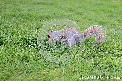 Squirrel on the ground Stock Photo