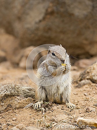 Squirrel ground. Prairie dogs in nature eating and jump Stock Photo