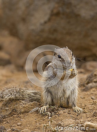 Squirrel ground. Prairie dogs in nature eating and jump Stock Photo