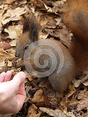 Squirrel from the hand eating a nut Stock Photo