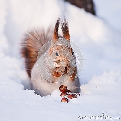 Squirrel with a hazelnut Stock Photo