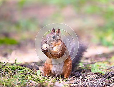 Squirrel with a hazelnut Stock Photo