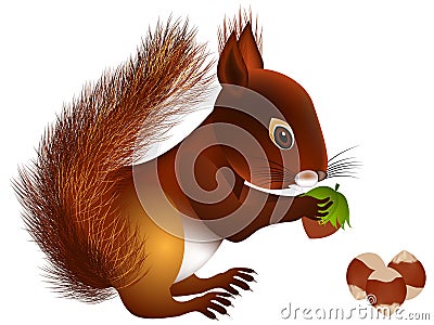 Squirrel with hazelnut. Vector Illustration