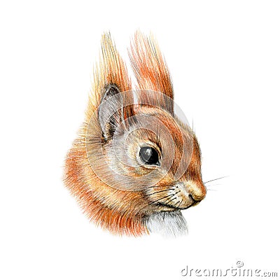 Squirrel head portrait watercolor illustration. Hand drawn close up forest fluffy animal. Cute small rodent detailed image. Cartoon Illustration