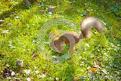 Squirrel hides nut Stock Photo