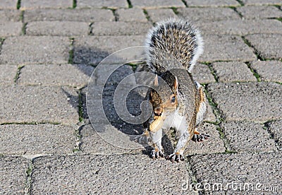 Squirrel holding a peanut Stock Photo