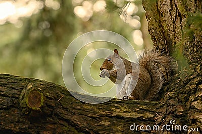 Squirrel Holding A Walnut In The Middle Of The Forest Stock Photo