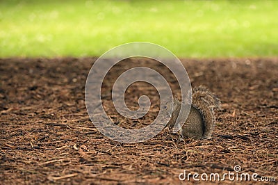 Squirrel Holding A Walnut In The Middle Of The Forest Stock Photo