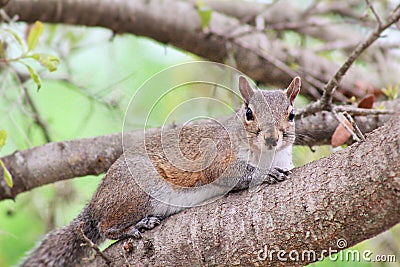 Squirrel Stock Photo