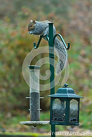 Squirrel Invading Bird Feeders Stock Photo