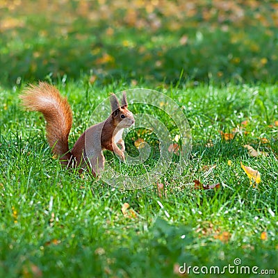 Squirrel on lawn Stock Photo