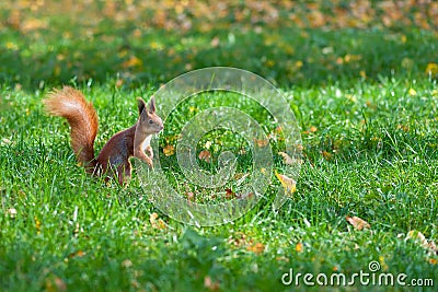 Squirrel on lawn Stock Photo