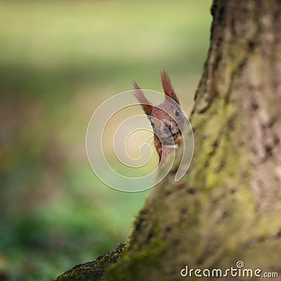 Squirrel looking from behind a tree. Stock Photo