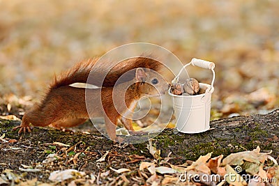 Squirrel looking into a bucket with nuts Stock Photo