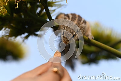 Squirrel looking at the peanut to grab it Stock Photo