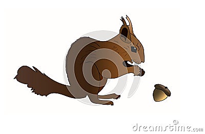 The squirrel looks at a nut on white background Vector Illustration
