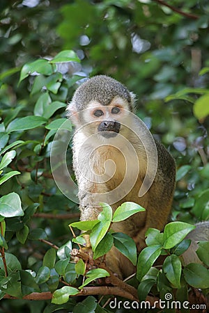 Squirrel Monkey Stock Photo