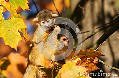 Squirrel monkey Stock Photo