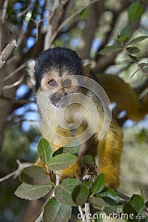 Squirrel monkey Stock Photo