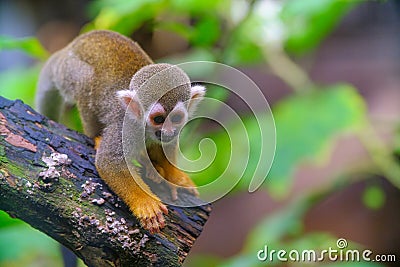 Squirrel Monkey on branch of tree animals in wilderness Stock Photo