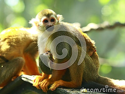 Squirrel Monkey carrying her baby Stock Photo