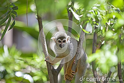 Squirrel Monkey Stock Photo