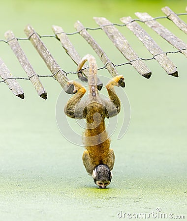 Squirrel monkey - drinking water up-side down Stock Photo