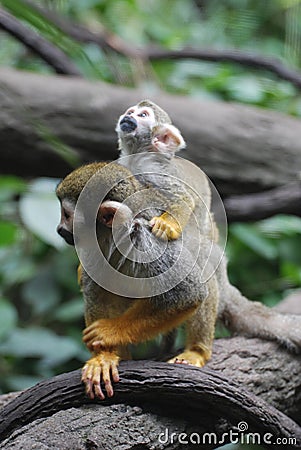 Squirrel Monkey Family with a Mom and Baby Stock Photo