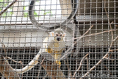 Squirrel Monkey hold timber Stock Photo