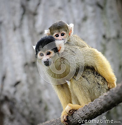 Squirrel monkey with its cute little baby Stock Photo