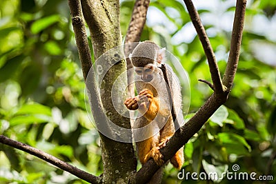 Squirrel monkey on top of a tree Stock Photo