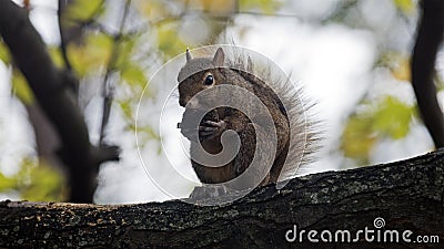 Squirrel munches on a walnut Stock Photo